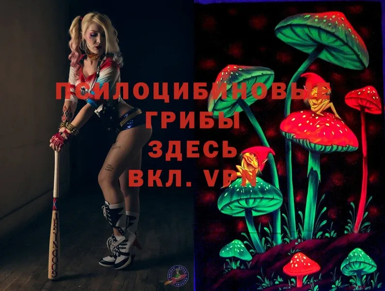 закладка  Белокуриха  Псилоцибиновые грибы Magic Shrooms 